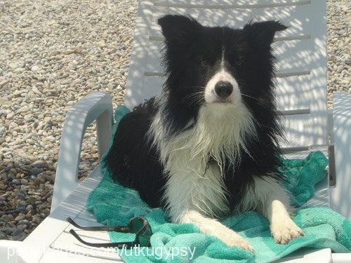 gypsy Erkek Border Collie