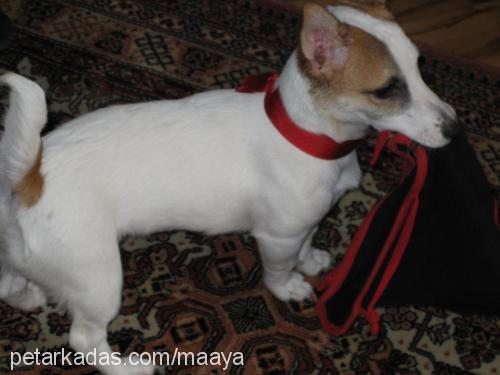 maya Dişi Jack Russell Terrier