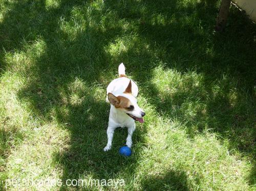 maya Dişi Jack Russell Terrier