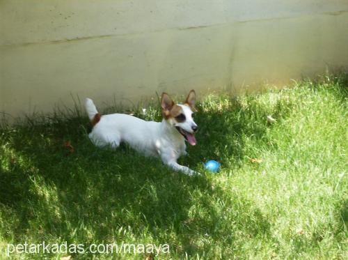 maya Dişi Jack Russell Terrier