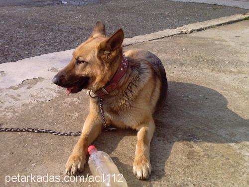 acil Dişi Alman Çoban Köpeği