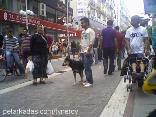 hektor Erkek Sibirya Kurdu (Husky)