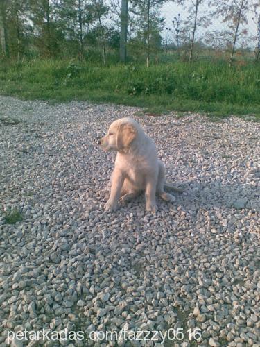 köpük... Dişi Golden Retriever