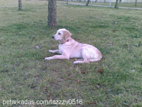 köpük... Dişi Golden Retriever