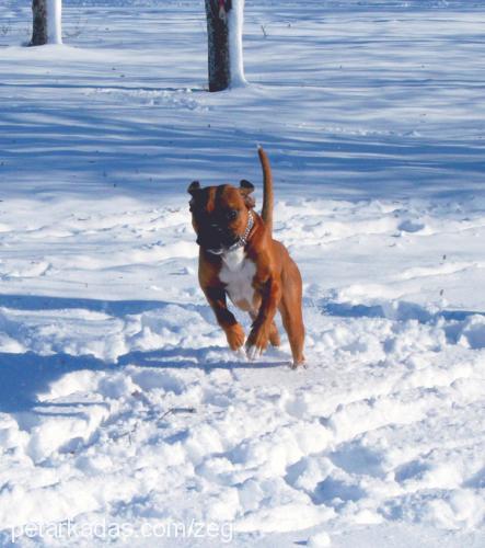 zeus Erkek Boxer