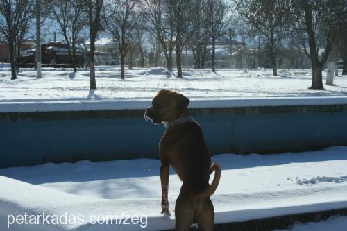 zeus Erkek Boxer