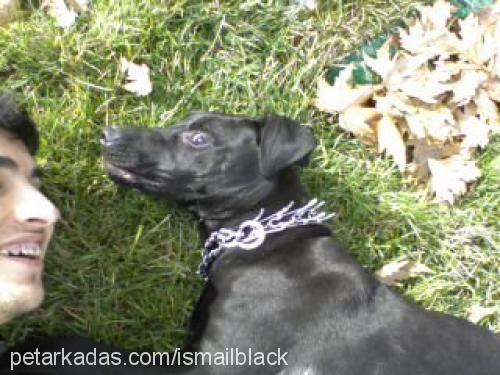 black Erkek Doberman Pinscher