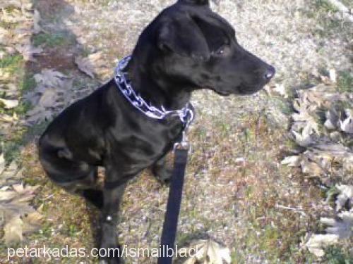 black Erkek Doberman Pinscher