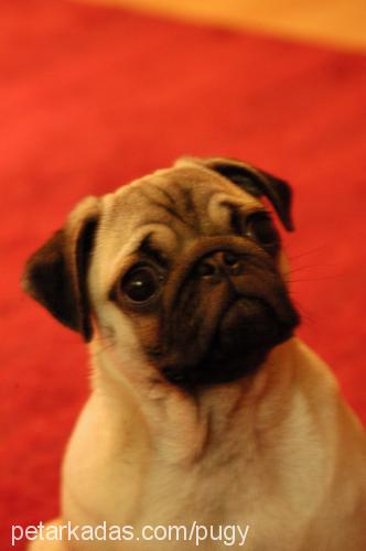 pickle Dişi Pug