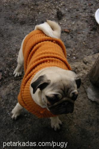 pickle Dişi Pug