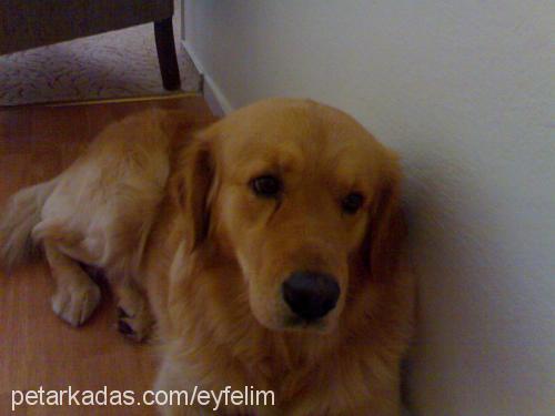 max Erkek Golden Retriever