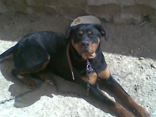 zeyna Dişi Rottweiler