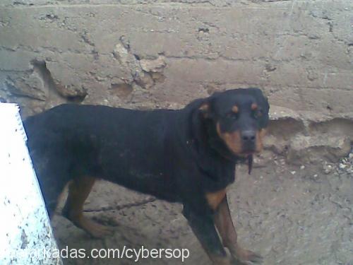 zeyna Dişi Rottweiler