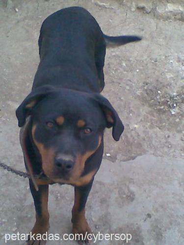 zeyna Dişi Rottweiler