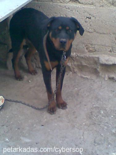 zeyna Dişi Rottweiler