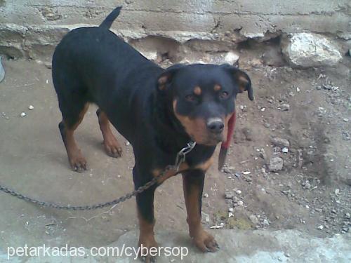 zeyna Dişi Rottweiler