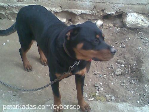 zeyna Dişi Rottweiler