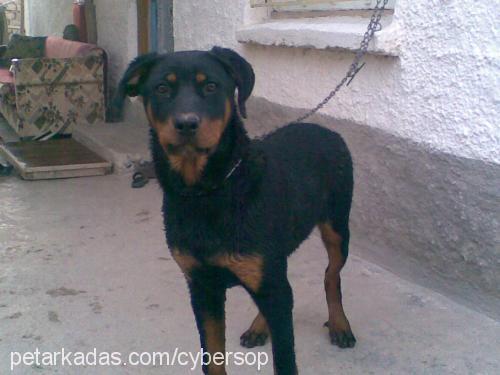 zeyna Dişi Rottweiler