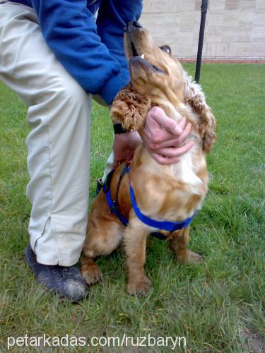 efe Erkek Amerikan Cocker Spaniel