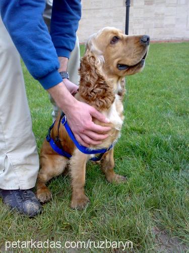 efe Erkek Amerikan Cocker Spaniel