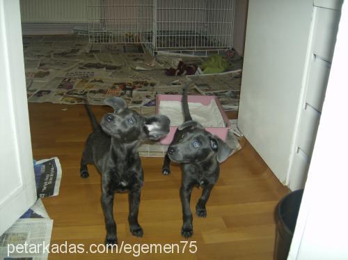 zİllİvezeytİn Erkek Great Dane (Danua)