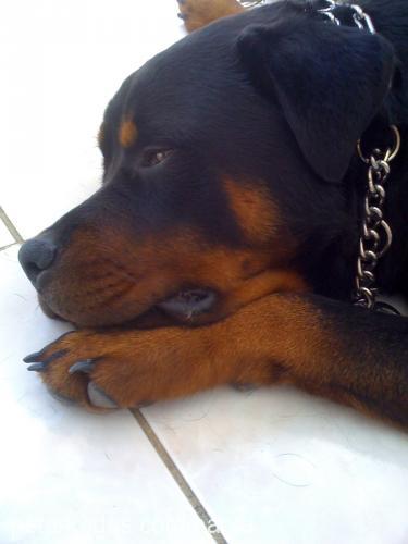 barva Erkek Rottweiler