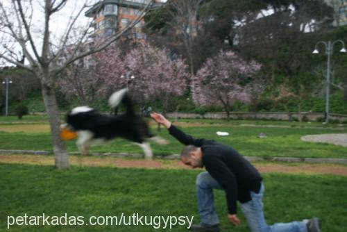 gypsy Erkek Border Collie