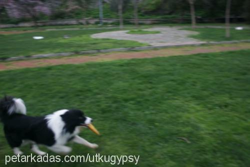 gypsy Erkek Border Collie