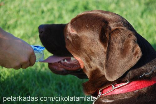 paşa Erkek Labrador Retriever