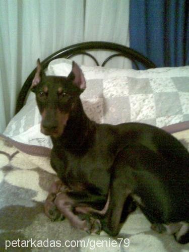 çakmak Dişi Doberman Pinscher