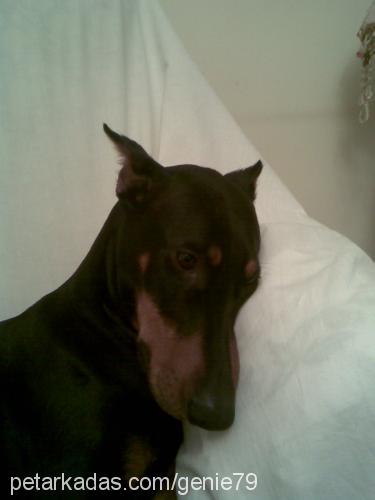 çakmak Dişi Doberman Pinscher