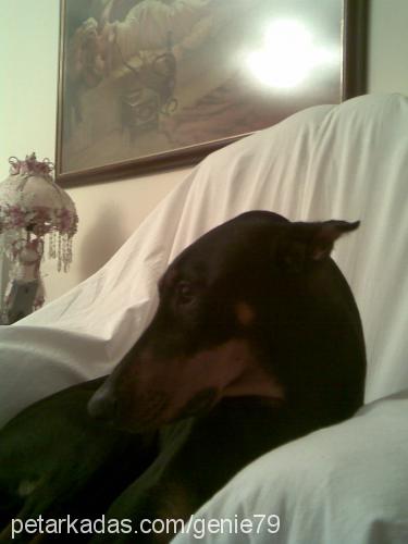 çakmak Dişi Doberman Pinscher