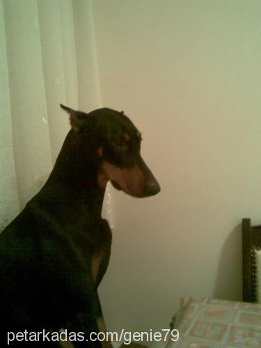 çakmak Dişi Doberman Pinscher