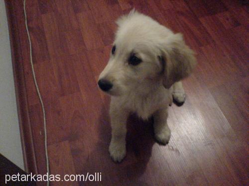 arwen Dişi Golden Retriever