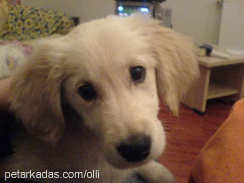 arwen Dişi Golden Retriever