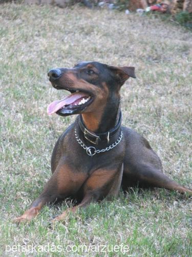 efe Erkek Doberman Pinscher