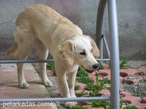 arwen Dişi Golden Retriever