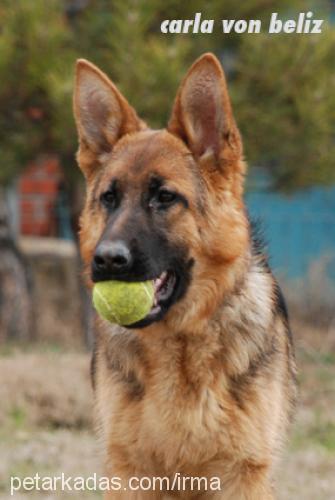 carlavonbeliz Dişi Alman Çoban Köpeği