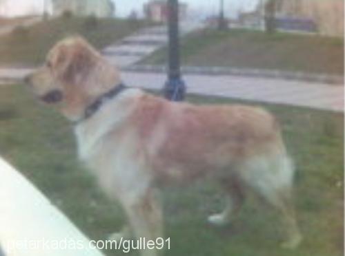 efe Erkek Golden Retriever