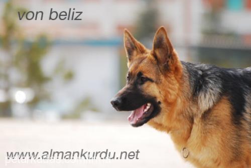 caisyvonbeliz Dişi Alman Çoban Köpeği