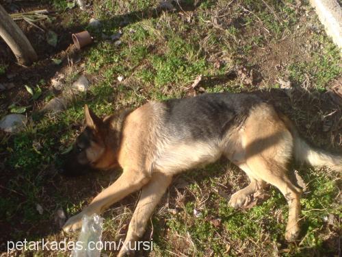 dost Erkek Alman Çoban Köpeği