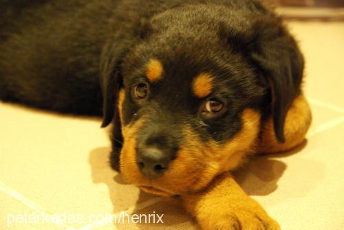 maximus Erkek Rottweiler