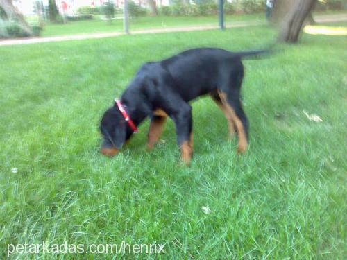 maximus Erkek Rottweiler