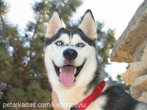 cherry Dişi Sibirya Kurdu (Husky)