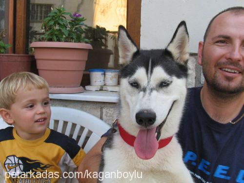 cherry Dişi Sibirya Kurdu (Husky)