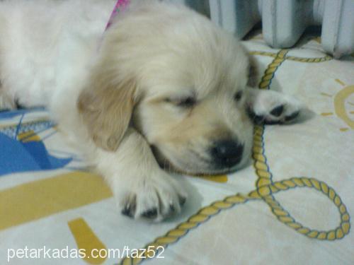 tazz Erkek Golden Retriever