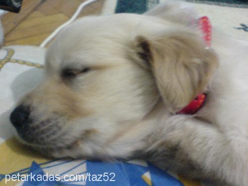 tazz Erkek Golden Retriever