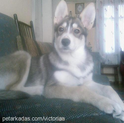 victoria Dişi Sibirya Kurdu (Husky)