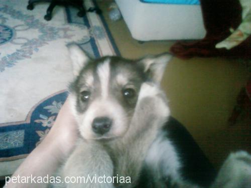 victoria Dişi Sibirya Kurdu (Husky)