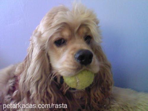 Rastafari Erkek Amerikan Cocker Spaniel